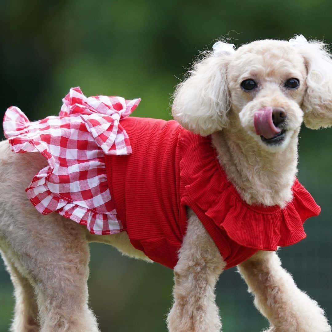 田中康夫のインスタグラム：「🎀🎄クリスマスのプレゼントは何かしら🎁🤶 #doglover🎉#dogstagram🎂」