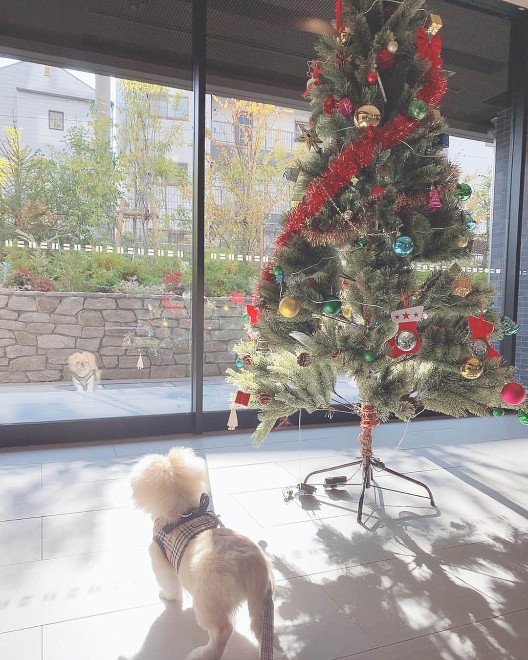ハミ さんのインスタグラム写真 - (ハミ Instagram)「・ もうすぐクリスマス🎄✨ ツリーよりガラスに映った自分が気になるご様子🐶♡ ・ ・ ・ ・ #pekinese #puppy #コロモ♀#明日で4ヵ月🐶🎄」12月9日 12時51分 - hami0519