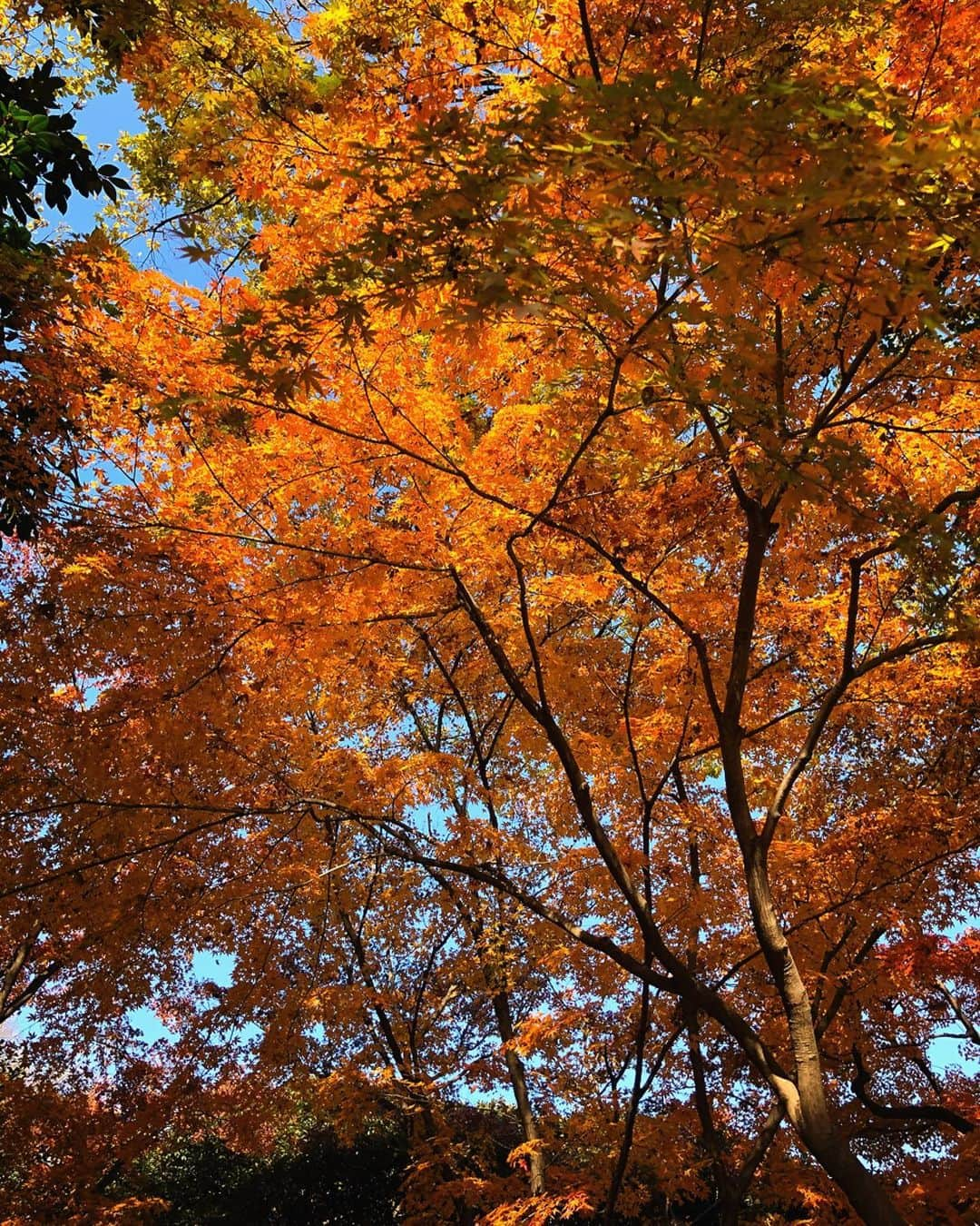 理絵さんのインスタグラム写真 - (理絵Instagram)「🧡🍁🧡 .  #紅葉 #もみじ #紅葉狩り #もみじ狩り #autumnleaves #tokyo #japan」12月9日 13時31分 - ____rie____