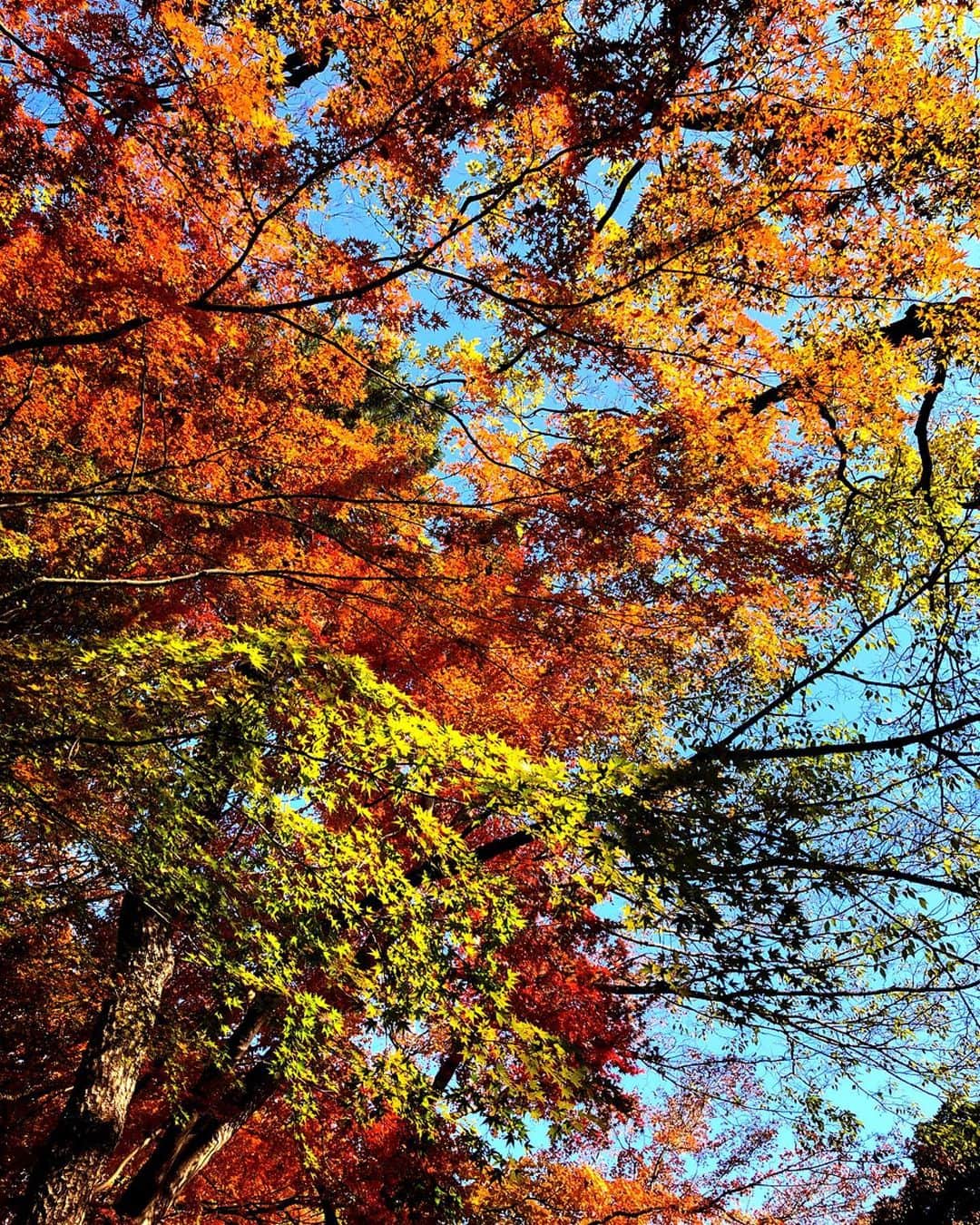 理絵さんのインスタグラム写真 - (理絵Instagram)「🧡🍁🧡 .  #紅葉 #もみじ #紅葉狩り #もみじ狩り #autumnleaves #tokyo #japan」12月9日 13時31分 - ____rie____