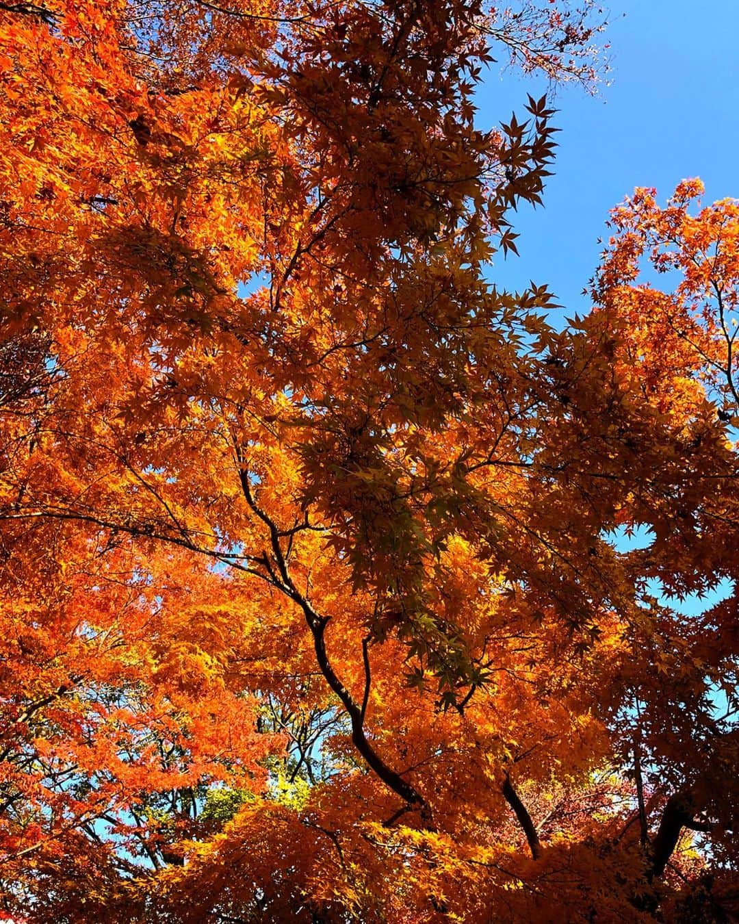 理絵さんのインスタグラム写真 - (理絵Instagram)「🧡🍁🧡 .  #紅葉 #もみじ #紅葉狩り #もみじ狩り #autumnleaves #tokyo #japan」12月9日 13時31分 - ____rie____