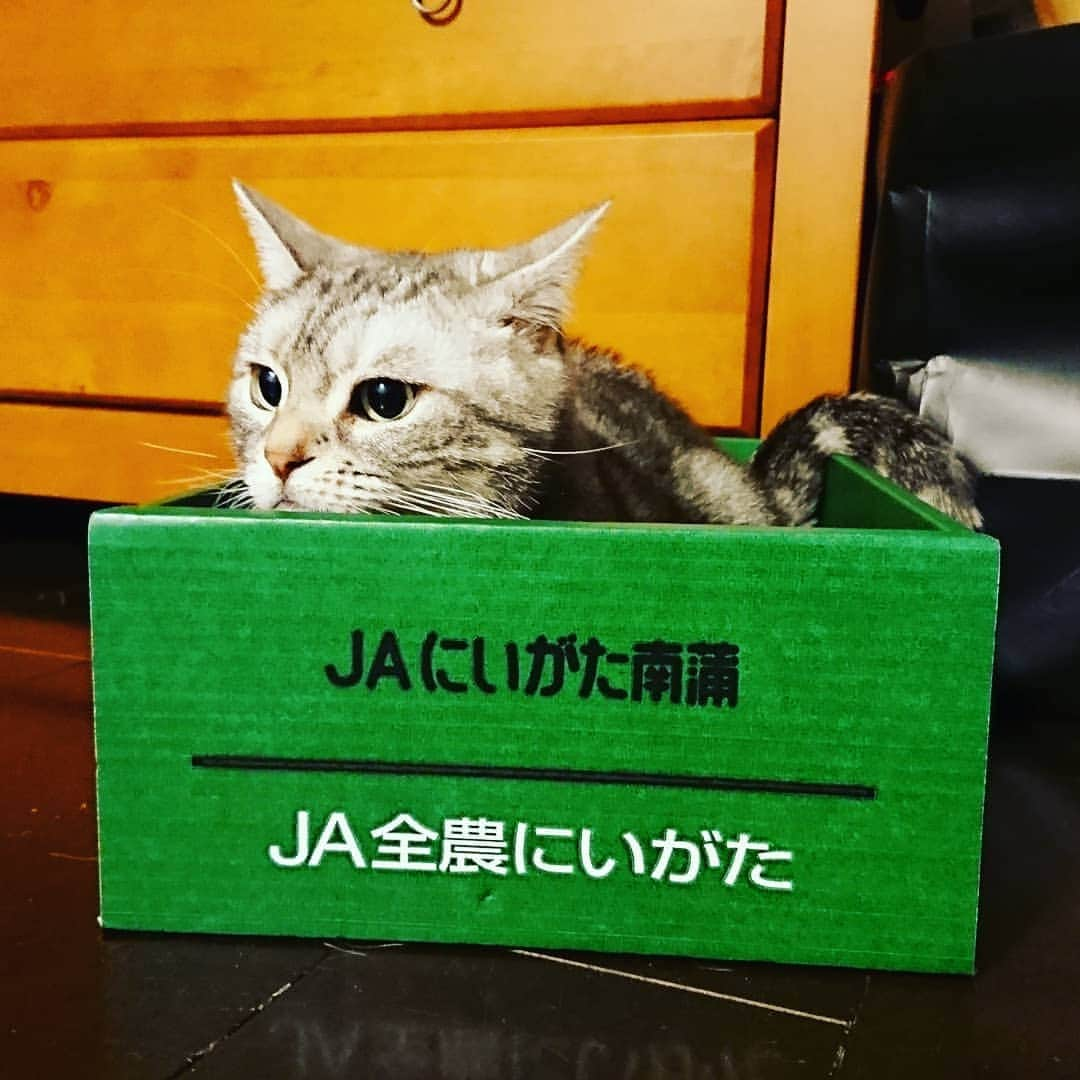 伊勢みずほさんのインスタグラム写真 - (伊勢みずほInstagram)「出荷しまーーー  せん！！ #🐈 #猫部 #ねこあつめ #猫がいる幸せ #ねこ #アメショーもどき #箱 #nocatnolife #cat #family #love #愛してる #愛娘 #伊勢みずほ」12月9日 14時00分 - isemizuhoo