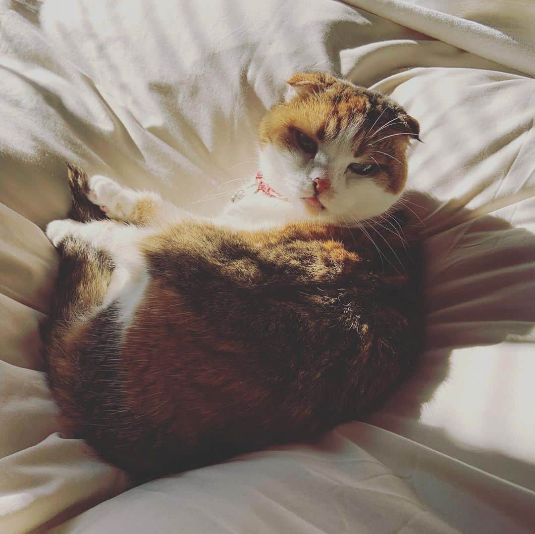 及川奈央さんのインスタグラム写真 - (及川奈央Instagram)「#パチFUN #収録 サミィことプライベートでも仲良しの #篠原冴美 ちゃんと。一日中笑いっぱなしで楽しかったー 収録終わりで実家へ。両親と愛猫との癒し。」12月9日 14時27分 - naooikawa