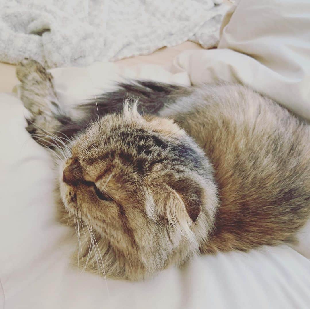 及川奈央さんのインスタグラム写真 - (及川奈央Instagram)「#パチFUN #収録 サミィことプライベートでも仲良しの #篠原冴美 ちゃんと。一日中笑いっぱなしで楽しかったー 収録終わりで実家へ。両親と愛猫との癒し。」12月9日 14時27分 - naooikawa