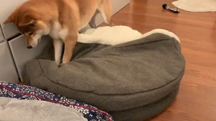 ?Fricko the Shiba Inu?のインスタグラム：「Where did my toy go??????? 🐾 🐾 🐾 #Fricko #🐶 #☀️ #shiba #shibainu #dog #柴犬 #赤柴  #adorable #shibalovers #shibaholics  #dogoftheday  #weeklyfluff #aww #dogstagram  #dogscorner #puppiesofinstagram #shibapuppy」
