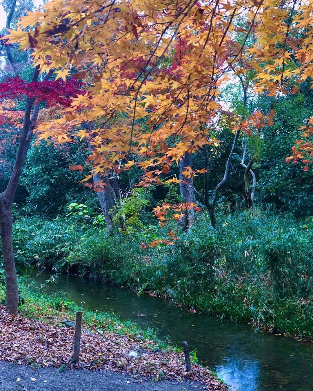 hama_aki_pppさんのインスタグラム写真 - (hama_aki_pppInstagram)「京都市左京区#下鴨神社 #糺の森 (スライドして下さい)  Locatin Kyoto Japan Shimogamo Shrine(Swipe)  2019.12.8  紅葉あちこち行ったので色んな場所をランダムに出します。　 ココは今年紅葉見そびれたなあ〜って思った頃に行くと丁度良い感じな下鴨神社糺の森⛩。行ったのは昨日でしたがまだこんな感じ。これからでも充分間に合いますよ。  #神社仏閣  #寺院仏閣  #日本庭園  #美しい日本  #日本の絶景  #そうだ京都行こう  #はなまっぷ  #絶景delic  #autumncolors  #japanesetemple  #japanesegarden  #otonatabi_japan  #look_japan  #total_asia  #art_of_japan_  #jalan_travel  #special_spot_  #nippon_lovers  #wu_japan  #bestphoto_japan  #earth_superior  #amazing_shots  #igbest_shots」12月9日 16時52分 - hama_aki_ppp