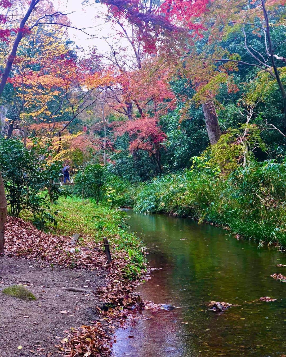 hama_aki_pppさんのインスタグラム写真 - (hama_aki_pppInstagram)「京都市左京区#下鴨神社 #糺の森 (スライドして下さい)  Locatin Kyoto Japan Shimogamo Shrine(Swipe)  2019.12.8  紅葉あちこち行ったので色んな場所をランダムに出します。　 ココは今年紅葉見そびれたなあ〜って思った頃に行くと丁度良い感じな下鴨神社糺の森⛩。行ったのは昨日でしたがまだこんな感じ。これからでも充分間に合いますよ。  #神社仏閣  #寺院仏閣  #日本庭園  #美しい日本  #日本の絶景  #そうだ京都行こう  #はなまっぷ  #絶景delic  #autumncolors  #japanesetemple  #japanesegarden  #otonatabi_japan  #look_japan  #total_asia  #art_of_japan_  #jalan_travel  #special_spot_  #nippon_lovers  #wu_japan  #bestphoto_japan  #earth_superior  #amazing_shots  #igbest_shots」12月9日 16時52分 - hama_aki_ppp