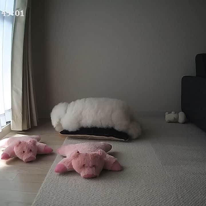 ゆうのインスタグラム：「. . クッションから移動するアーニーさん。 やっぱりブタさん🐷の上が 落ち着くらしい😂 . 高画質なのでスマホで 様子がよーく見える！ . Furboクリスマスセール中。 今最安値でゲット！ 詳しくはプロフィールのURLへ👍 . . . クーポンコード👉ernie @furbo_japan  #ファーボ . . .」