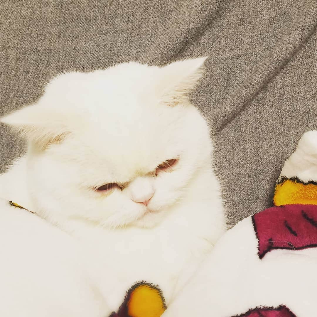 寺尾大樹（うどんマン）さんのインスタグラム写真 - (寺尾大樹（うどんマン）Instagram)「#ねこ」12月9日 17時50分 - udonmansiwei