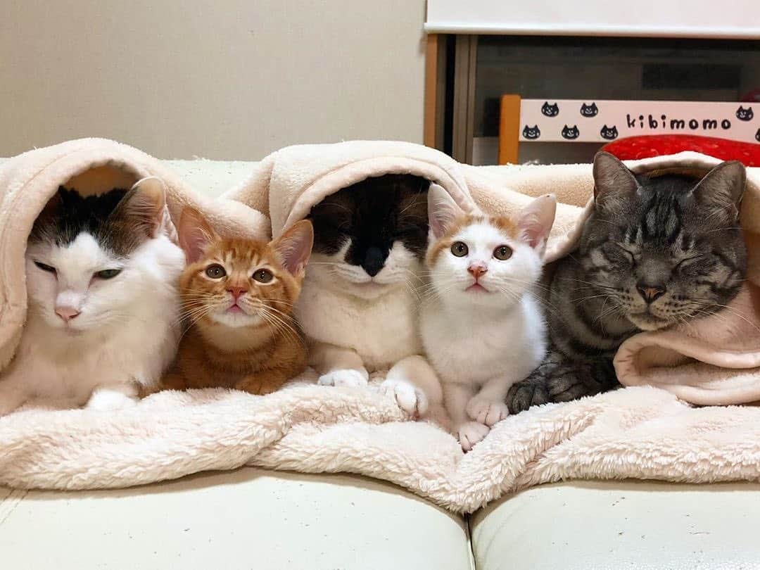 MiawMiawのインスタグラム：「こんにちは😊♪⁣⁣⁣ ミャウミャウ公式アカウントです🐈⁣⁣⁣ ⁣⁣ ただいま開催中のフォトコンテストの応募の中から⁣⁣⁣⁣⁣⁣ 【 #冬猫miawmiaw2019 】を⁣⁣ 付けていただいた方のフォトをご紹介いたします！⁣⁣⁣⁣⁣⁣ ⁣⁣⁣ ━･･━･･━･･━･･━･･━･･━⁣⁣⁣ photo： ＠kibimomo さん⁣⁣⁣ ━･･━･･━･･━･･━･･━･･━⁣⁣⁣ ⁣⁣⁣ 大集合でぬくぬく～😻☀⁣ 寒い時もみんなとくっつけばポカポカで安心ですね♡⁣ ⁣ フォトコンテストへのご応募ありがとうございました💫⁣⁣⁣ ________________________________________＿＿⁣⁣⁣ ⁣⁣⁣ ただいまMiawMiaw冬のフォトコンテスト開催中😸❗❗⁣⁣⁣ ⁣⁣⁣ 当アカウントをフォロー＆素敵な猫ちゃんのお写真を投稿をしてくださった方の中から＼合計18名様／に、豪華賞品をプレゼント致します✨⁣⁣⁣ ⁣⁣⁣ ＜参加方法＞⁣⁣⁣ ① @miawmiaw_series (ミャウミャウ公式アカウント)をフォロー⁣⁣⁣ ② 応募テーマに合ったお写真を撮影する（過去に撮影したお写真の投稿も可)⁣⁣⁣ ③ 下記のフォトコン専用ハッシュタグの中から、一つ選んで投稿する（複数応募・複数枚投稿可）⁣⁣⁣ ※キャンペーン期間外(過去投稿)の投稿に応募ハッシュタグを付けた場合はキャンペーンの応募対象外とさせていただきます。ご了承ください。⁣⁣⁣ ※並行して開催中のフォトコンテストへ同時にご応募いただくことも可能です。⁣⁣⁣ ⁣⁣⁣ ＜フォトコン専用ハッシュタグ＞⁣⁣⁣ ①～②のいずれかの応募テーマを選択し、指定のハッシュタグを付けて投稿してください♪⁣⁣⁣ 【①猫ちゃんのリラックスしているフォト】⁣⁣⁣ #リラックスmiawmiaw2019冬⁣⁣⁣ ※「2019冬」を付けていただかないと今回の応募の対象になりませんのでご注意ください。⁣⁣⁣ ⁣⁣⁣ ⁣⁣⁣ 【②猫ちゃんと冬にちなんだフォト】⁣⁣⁣ #冬猫miawmiaw2019⁣⁣⁣ ⁣⁣⁣ フォトコンテスト期間中、指定のハッシュタグでご参加いただいている方を、⁣⁣⁣ 当アカウントでご紹介させていただくこともございます😻⁣⁣⁣ ⁣⁣⁣ ＜募集期間＞⁣⁣⁣ 2019年11月1日(金)～2020年1月31日(金)23:59まで⁣⁣⁣ ⁣⁣⁣ ＜賞品＞⁣⁣⁣ 大賞✨（2名さま ※各ハッシュタグ×1名さまずつ）投稿フォト入りオリジナル爪とぎ＋MiawMiaw商品詰め合わせ⁣⁣⁣ 金賞✨（6名さま ※各ハッシュタグ×3名さまずつ）オリジナルQUOカード2枚セット（800円分）＋MiawMiaw商品詰め合わせ⁣⁣⁣ 銀賞✨（10名さま ※各ハッシュタグ×5名さまずつ）MiawMiaw商品詰め合わせ⁣⁣⁣ ※賞品の画像はイメージです。変更になる場合がございます。⁣⁣⁣ ⁣⁣⁣ ＜入選者様へのご連絡＞⁣⁣⁣ 入選者発表は2⽉下旬を予定しております。⁣⁣⁣ 入選者の⽅には Instagram上のDMにてご連絡致します。⁣⁣⁣ ⁣⁣⁣ ＜ご注意＞⁣⁣⁣ ＊本キャンペーンにご参加いただくことにより、本募集要項に同意いただいたものとみなします（未成年の方については、親権者に同意いただいたものとみなします）。⁣⁣⁣ ＊選考時に、アカウントフォロー及び指定のハッシュタグ投稿を継続いただいていることが確認できない場合、選考の対象から外れることがあります。フォトコンテスト終了からおおむね1か月程度、参加条件に達する状態を継続いただくことをお勧めします。⁣⁣⁣ ＊アカウントを非公開設定にしている場合は選考対象外となります。⁣⁣⁣ ＊再選考は行いません。⁣⁣⁣ ＊入選者は、配送の都合で日本国内にお住まいの方に限らせていただきます。⁣⁣⁣ ＊企業アカウントからのご応募は選考対象外となります。⁣⁣⁣ ＊賞品の返品・交換はできませんのでご了承くださいませ。⁣⁣⁣ ＊賞品の転売は禁止させていただきます。⁣⁣⁣ ＊通信環境の問題でDMが不着となった場合、又はご当選通知のDMに記載の手続きを履行いただけない場合、ご入選の資格は無効となります。⁣⁣⁣ ＊賞品画像はイメージとなります。⁣⁣⁣ ＊本キャンペーン参加にあたって生じるインターネット接続料や通信料、当選連絡DMに記載の手続を履践するにあたって生じる諸費用は、ご本人様の負担となります。⁣⁣⁣ ＊本キャンペーンで投稿いただいた写真や動画は、当社公式Instagramアカウントにてご紹介させていただく場合がございます。なお、このご紹介は選考結果とは関係がありません。⁣⁣⁣ ⁣⁣⁣ たくさんのご応募お待ちしております！⁣⁣⁣ ⁣⁣⁣ ⁣⁣⁣ #miawmiaw #ミャウミャウ⁣⁣⁣ #令和miawmiaw #冬猫miawmiaw2019 #リラックスmiawmiaw2019冬 #フォトコンテスト #コンテスト #プレゼント企画 #プレゼント #プレゼントキャンペーン #キャンペーン開催中 #キャンペーン #ねこのいる生活 #ねこばか #ネコ好き #猫 #猫部 #ねこ部 #キャットフード #猫好きさんと繋がりたい #猫好き #にゃんこ部 #大集合 #多頭飼」