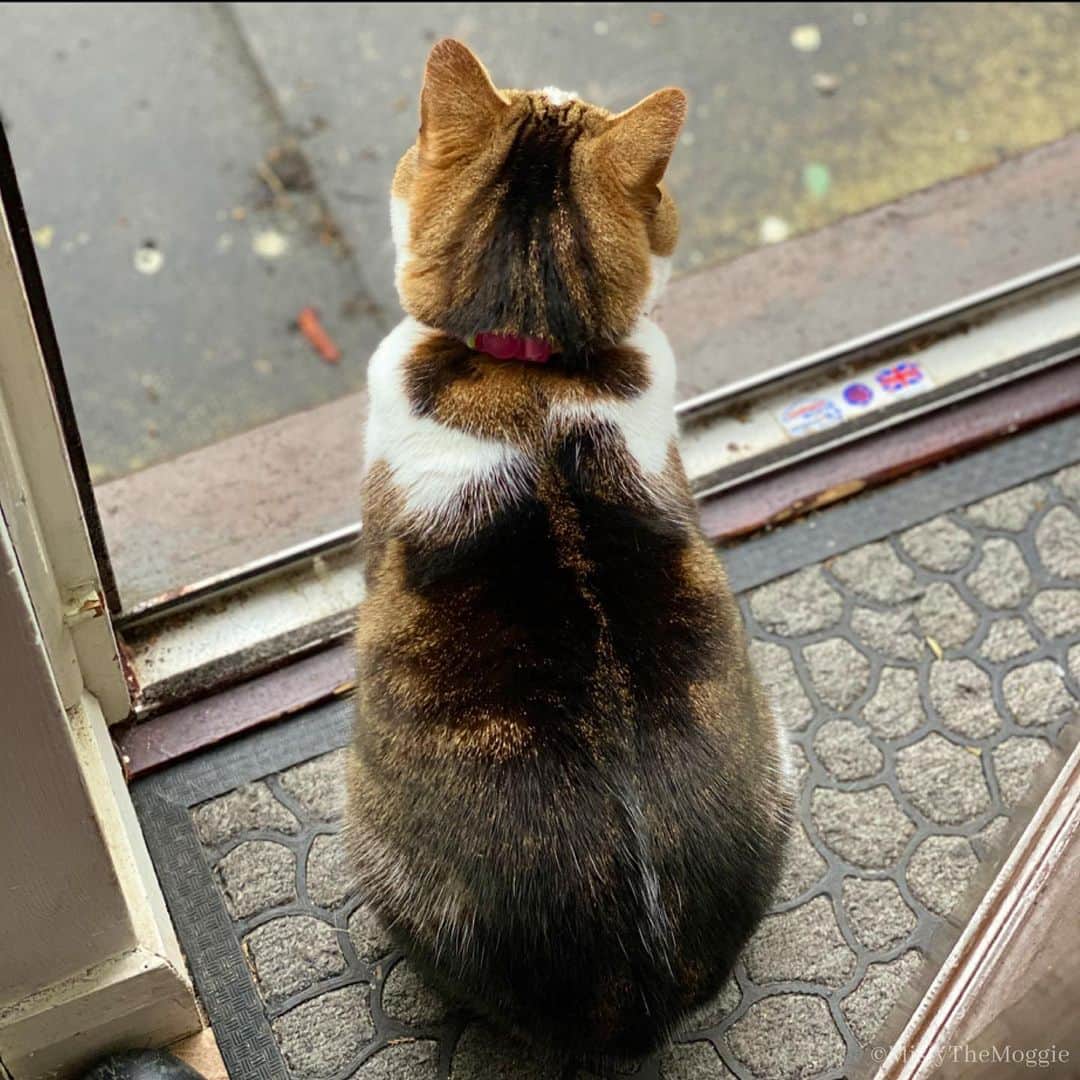 Misty The Moggieのインスタグラム：「Sometimes when the weather is bad. She’ll just sit by the door and birdwatch」