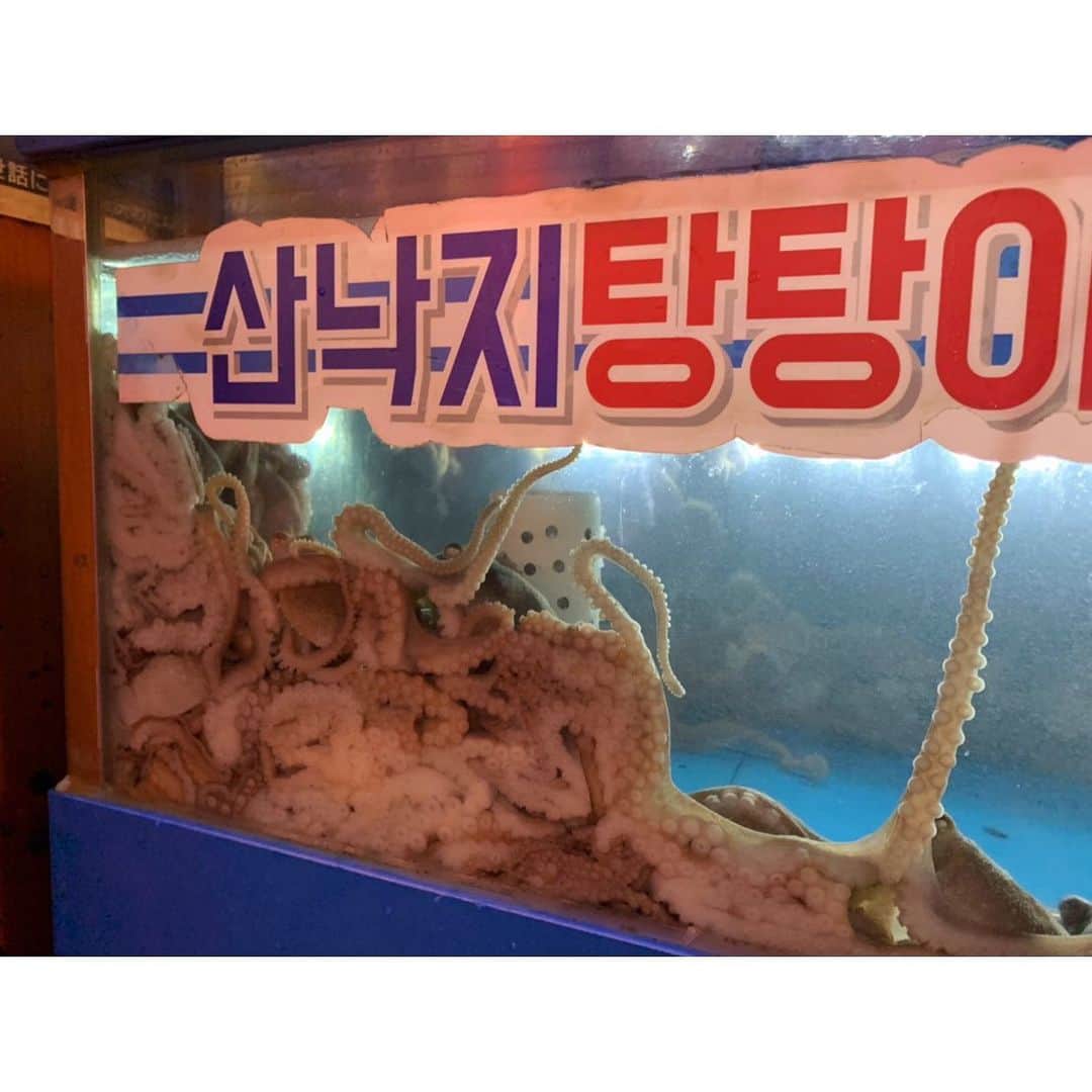 玉巻映美さんのインスタグラム写真 - (玉巻映美Instagram)「韓国旅の続き🇰🇷 韓国で絶対に食べると決めていた「サンナクチ」と呼ばれる活ダコ！ 3枚目の動画は苦手な方は注意です⚠️💦 見た目はなんともですが（笑）これが 新鮮でとっっっっても 美味しい〜〜！ お皿にひっついたり、お箸にひっついたり、食べるのには苦労しますが、活きが良くてプリプリ😍口の中にもひっついて痛い痛い言いながら食べました（笑） 甘辛いタレにつけるか、塩＋ごま油 がよく合います☺️ ワーキャー言いながらまた食べたいな〜😍 #サンナクチ #韓国 #韓国旅行」12月9日 19時12分 - eimi_tamamaki