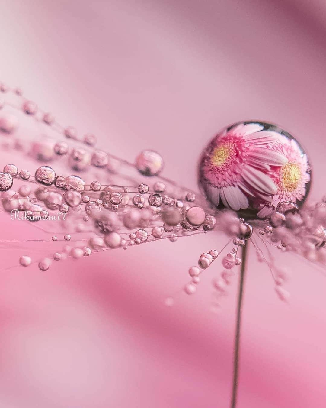 花の写真館のインスタグラム：「Photo by @rikamaru77.⠀ https://instagram.com/rikamaru77/⠀ .⠀ Original Post[投稿頂いたURL]⠀ https://www.instagram.com/p/B3-z0J4AHSu/⠀ .⠀ 本アカウントは、 #私の花の写真 をつけてInstagramに投稿された皆さまの花の写真や、「花の写真館」Facebookページで投稿された花の写真を紹介します。⠀ 「花の写真館」Facebookページは、「 @floral.photograph 」のプロフィールにあるURLからご覧ください。⠀ .⠀ #花の写真館 #floralphotograph #floralphoto #flower #flowers⠀ Follow: @floral.photograph」