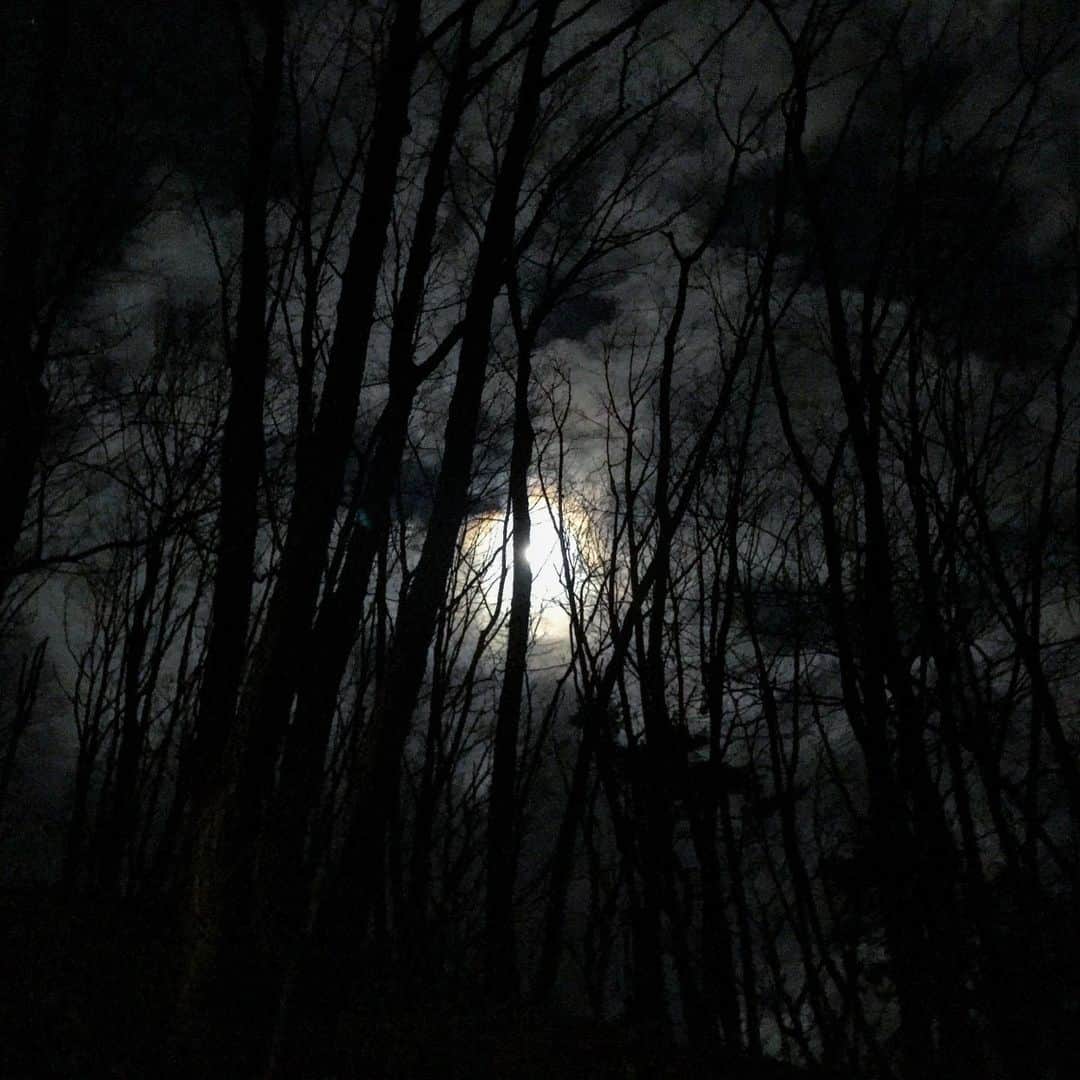 藤代冥砂さんのインスタグラム写真 - (藤代冥砂Instagram)「人気のない季節外れの蓼科の山荘で、1人こもって小説の追い込みをしている。標高1500mくらいなので、昨夜は-8℃位まで冷え込んだが、今日はまだ0℃くらいで暖かく感じる。一人でおでん夕食を済まして、今はストーブの前でごろんとなっている。 まあるい月が山荘横の木立に透けて美しかったので、iphone7plusで撮ってみたが、まあこんなものだろう。輪郭ないなあ。 鹿の姉妹の鳴き声がよく通る。口笛で応えると、返してくる。人気は周囲にまったくない。雪もないこの季節にわざわざ山で凍えに来る人はいないらしい。雪の前のこの時期も美しいと思うけどな。 今夜はニホンオオカミの本を読んで寝るとする。  #蓼科　#茅野」12月9日 20時04分 - meisafujishiro