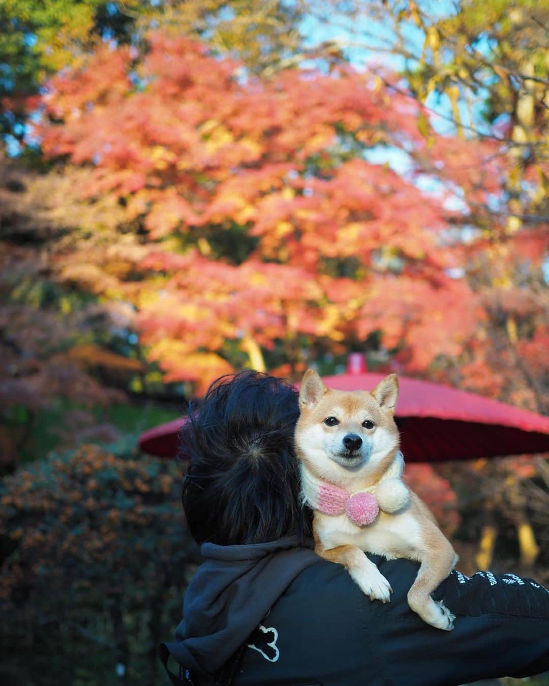 豆柴にこちゃんさんのインスタグラム写真 - (豆柴にこちゃんInstagram)「🐶🍁 週末の深大寺pic続き。 深大寺は紅葉真っ盛り‼️ . 4ー5枚目は大きな グレートピレニーズ2匹に萎縮する豆柴。 足がすくむとはこの事だね🤣 ※この様子はストーリーも見てね . 6枚目は、お寺の若いお坊さんが 「インスタ見てます！」と 話しかけてくれて、 にこ大興奮中の様子😊 . 最初、お寺に犬入れないで！ って注意されるのかと思ったので 意外だしうれしかった😆✨ . 柴犬がお好きとのことで、 お友達のさんしーちゃん　@mameshiba34 の事まで知ってくれてたよ❣️ . #柴犬#豆柴#pecoいぬ部#犬#わんこ#犬#ここ柴部#shibainu#dog#mameshiba#pecotv#shiba#いぬのきもち部#しばいぬ#しばけん#こいぬ#シバイヌ#いぬ#イヌ#ペット#日本犬#子犬#puppy#pet#시바견#강아지#개#barked#9gag」12月9日 20時11分 - nikochan.mame48