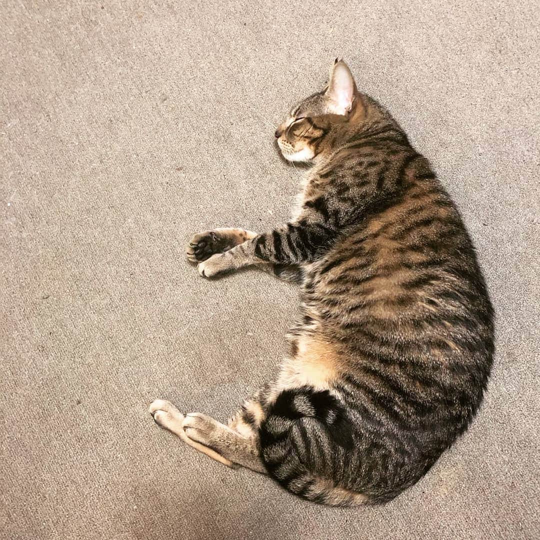 CatStockerのインスタグラム：「Hello! #catstocker is here!  Follow our FURRriend @handsome_timethai_kitten  Scroll right for more pictures 👉 . . . . . . #cat #neko #mačka #chat #kočka #котка #kotek #kot #кіт #mače #кошка #кот #katze #gato #gatto #kissa #kattunge #猫 #고양이 #貓 #kedi #köttur #kissanpentu #חתול #кішка #kedicik #кошеня #gattino #子猫」