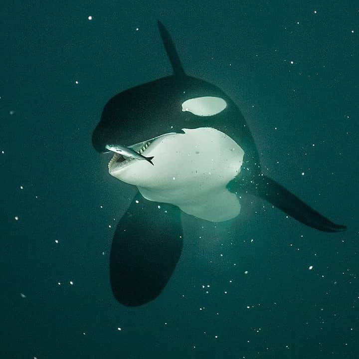 のインスタグラム：「Photo by @brianskerry | An orca is about to eat a herring in the waters of the Norwegian Arctic. Orca migrate into fjords in this region during late fall and winter to feed on herring that often overwinter here. In late November the polar night occurs, with weeks if darkness on end. Successful feeding by the orca involves complex communication and echolocation; such specialized feeding strategies are examples of culture found among whale and dolphin families. #orca #norway #whaleculture #smartanimals」