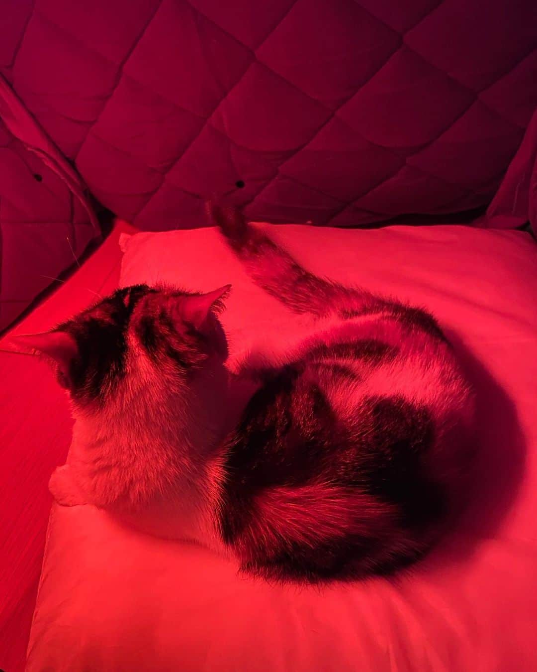 三好春奈のインスタグラム：「こたつでまぁある程度丸くなる猫 #myuuuuuu #自分でかりかり食べたり水飲むくらい元気になりました #長生きしよね」