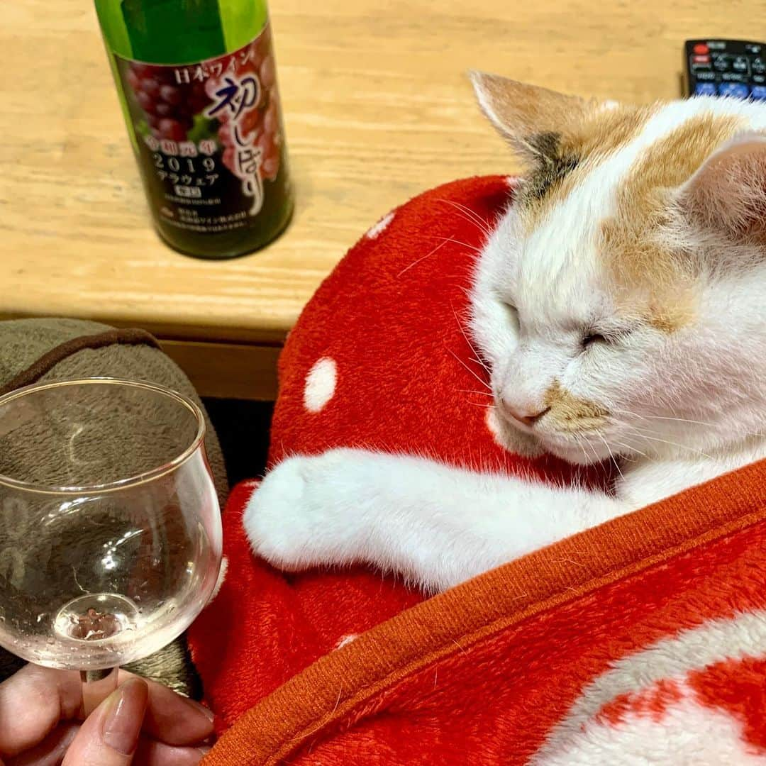 マルさんのインスタグラム写真 - (マルInstagram)「🍷生ワイン、飲み過ぎよ ₍^·͈༝·͈^ฅ . テレビで坂下千里子ちゃんが 最近、生ワインをよく飲んでいると聞いて 早速飲んでみたら かぶかぶと、と、止まりません 膝のりマルミンもいて ぽかぽかしてて 眠くなってきた…酔っ払い🥴 . . #ねこ部#cat#猫との暮らし#猫のいる生活#猫#cats #instagood#ペコねこ部#ふわもこ部#家飲み#Instagram #petstagram#gato#pleasantcats#三毛猫#ねこすたぐらむ#にゃんだふるらいふ#wine #catstagram#thekittypost#sweetcatclub#bestmeow#catsofinstagram#cat_features#ilovepets#happycatclub#catloversclub#ねこのきもち#ねこと暮らす#cute」12月9日 20時46分 - maruruna