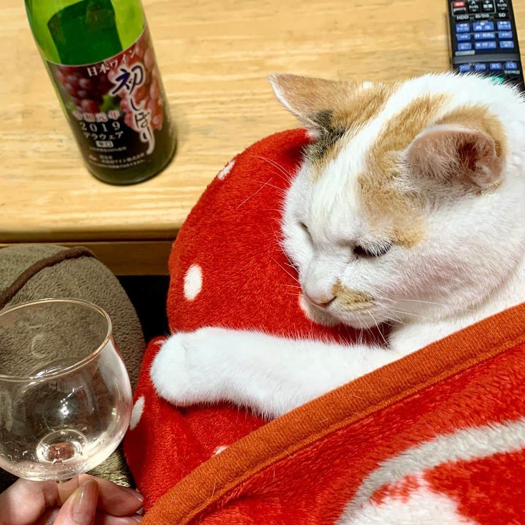 マルさんのインスタグラム写真 - (マルInstagram)「🍷生ワイン、飲み過ぎよ ₍^·͈༝·͈^ฅ . テレビで坂下千里子ちゃんが 最近、生ワインをよく飲んでいると聞いて 早速飲んでみたら かぶかぶと、と、止まりません 膝のりマルミンもいて ぽかぽかしてて 眠くなってきた…酔っ払い🥴 . . #ねこ部#cat#猫との暮らし#猫のいる生活#猫#cats #instagood#ペコねこ部#ふわもこ部#家飲み#Instagram #petstagram#gato#pleasantcats#三毛猫#ねこすたぐらむ#にゃんだふるらいふ#wine #catstagram#thekittypost#sweetcatclub#bestmeow#catsofinstagram#cat_features#ilovepets#happycatclub#catloversclub#ねこのきもち#ねこと暮らす#cute」12月9日 20時46分 - maruruna