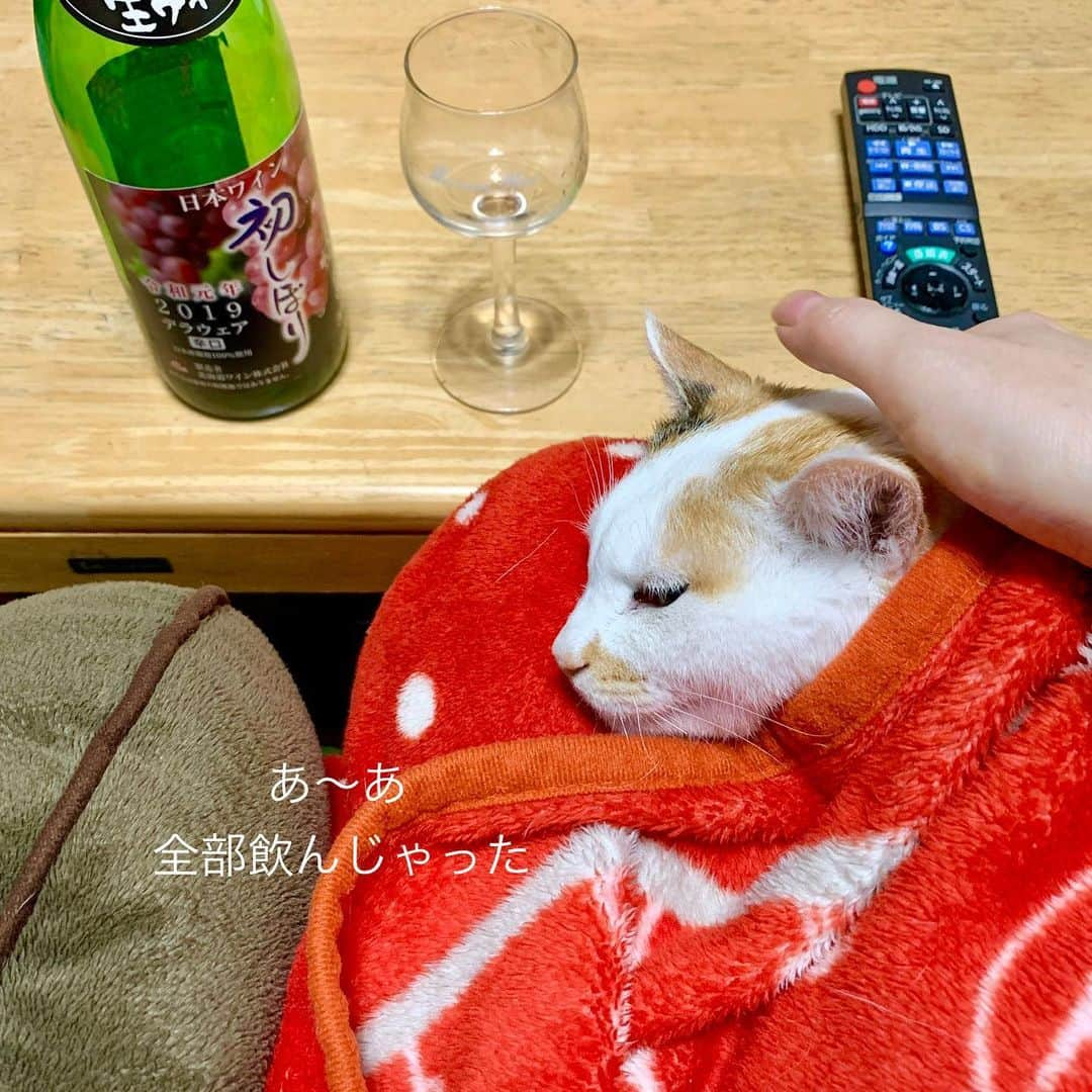 マルさんのインスタグラム写真 - (マルInstagram)「🍷生ワイン、飲み過ぎよ ₍^·͈༝·͈^ฅ . テレビで坂下千里子ちゃんが 最近、生ワインをよく飲んでいると聞いて 早速飲んでみたら かぶかぶと、と、止まりません 膝のりマルミンもいて ぽかぽかしてて 眠くなってきた…酔っ払い🥴 . . #ねこ部#cat#猫との暮らし#猫のいる生活#猫#cats #instagood#ペコねこ部#ふわもこ部#家飲み#Instagram #petstagram#gato#pleasantcats#三毛猫#ねこすたぐらむ#にゃんだふるらいふ#wine #catstagram#thekittypost#sweetcatclub#bestmeow#catsofinstagram#cat_features#ilovepets#happycatclub#catloversclub#ねこのきもち#ねこと暮らす#cute」12月9日 20時46分 - maruruna