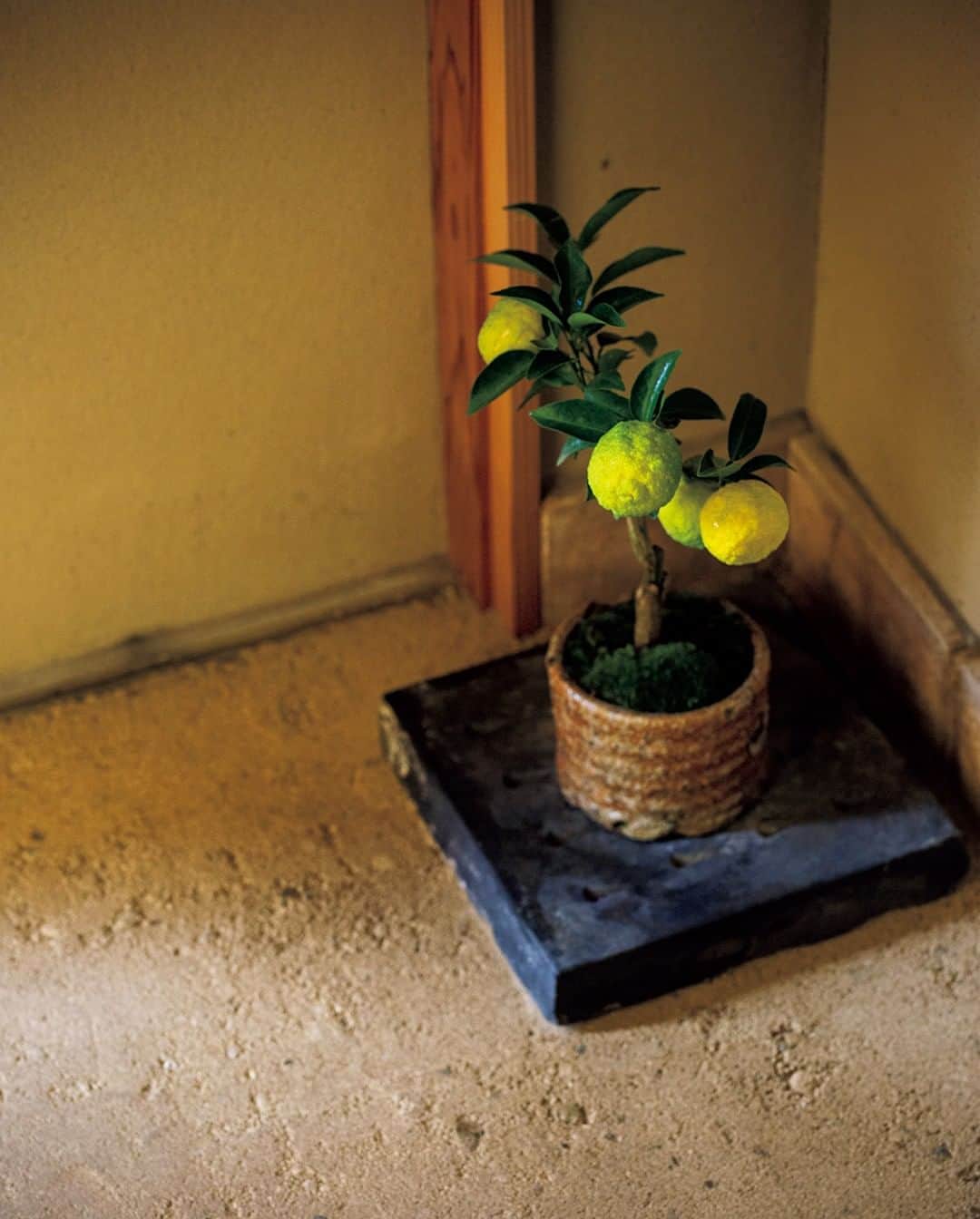 &Premium [&Premium] magazine.さんのインスタグラム写真 - (&Premium [&Premium] magazine.Instagram)「最新号「ありがとう、の習慣は素敵です」発売中です。 京都・紫竹の花屋『みたて』による連載「折々に見立てる京の暮らし」。今回は、柚子の木を窯道具のサヤに植え、山ゴケをあしらった寄せ植え。色づく様が、柚子とともにある京の冬景色を伝えるものに。（→p.155） photo : Kunihiro Fukumori #andpremium #アンドプレミアム #ありがとうの習慣は素敵です #ありがとう #みたて #京都 #紫竹 #柚子 #水尾 #柚子」12月9日 21時01分 - and_premium