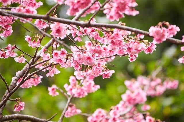 現地発信の旅行サイト「たびらい」さんのインスタグラム写真 - (現地発信の旅行サイト「たびらい」Instagram)「【沖縄】知ってましたか…？ 沖縄の桜は1月中旬から2月の間に咲き始めるんです♪  ひと足早く、沖縄で「お花見」を楽しんでみてはいかがですか？🌸沖縄県内各地の桜まつりの情報は「桜まつり たびらい」でWeb検索してみてくださいね😊⠀ :⠀ #たびらい #tabirai #ローカル旅行 #旅行好き #旅行好きな人と繋がりたい #旅行 #travelgram #女子旅 #沖縄 #たびらい沖縄 #カメラ女子 #沖縄県 #さくら #sakura #桜 #flower #花 #冬旅 #okinawa #観光 #お花見 #cherryblossom #instagood #寒緋桜 #沖縄好き #沖縄病 #沖縄いきたい #沖縄観光 #okinawatrip #okinawatravel」12月9日 21時01分 - tabirai