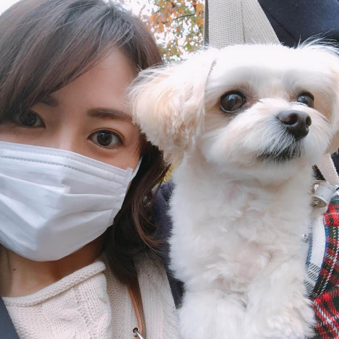 磯山さやかさんのインスタグラム写真 - (磯山さやかInstagram)「愛犬と紅葉見ながらお散歩。 綺麗ですね〜 愛犬のちょび髭とおちょぼ口最高♡」12月9日 21時22分 - sayakaisoyama