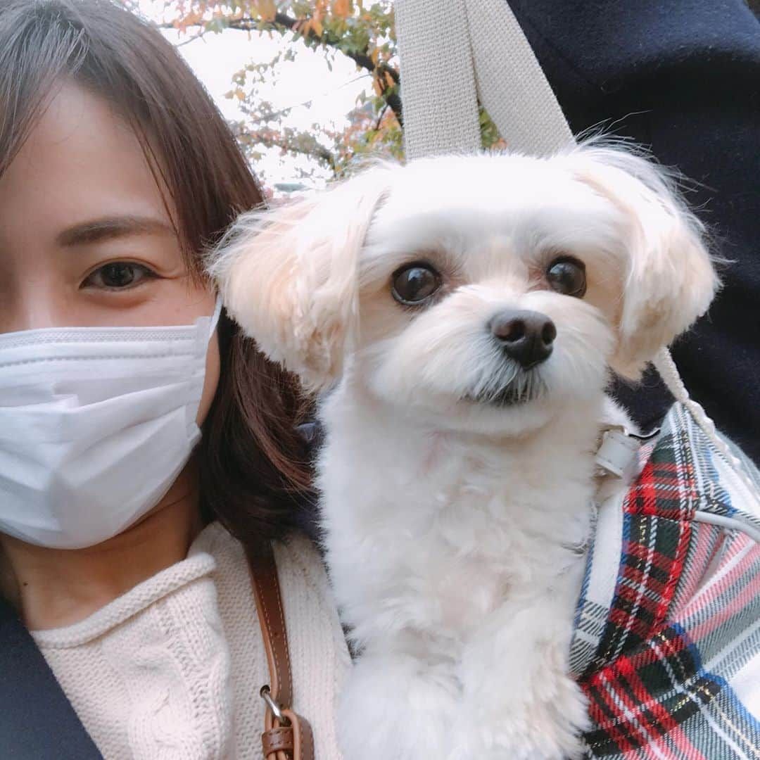 磯山さやかさんのインスタグラム写真 - (磯山さやかInstagram)「愛犬と紅葉見ながらお散歩。 綺麗ですね〜 愛犬のちょび髭とおちょぼ口最高♡」12月9日 21時22分 - sayakaisoyama