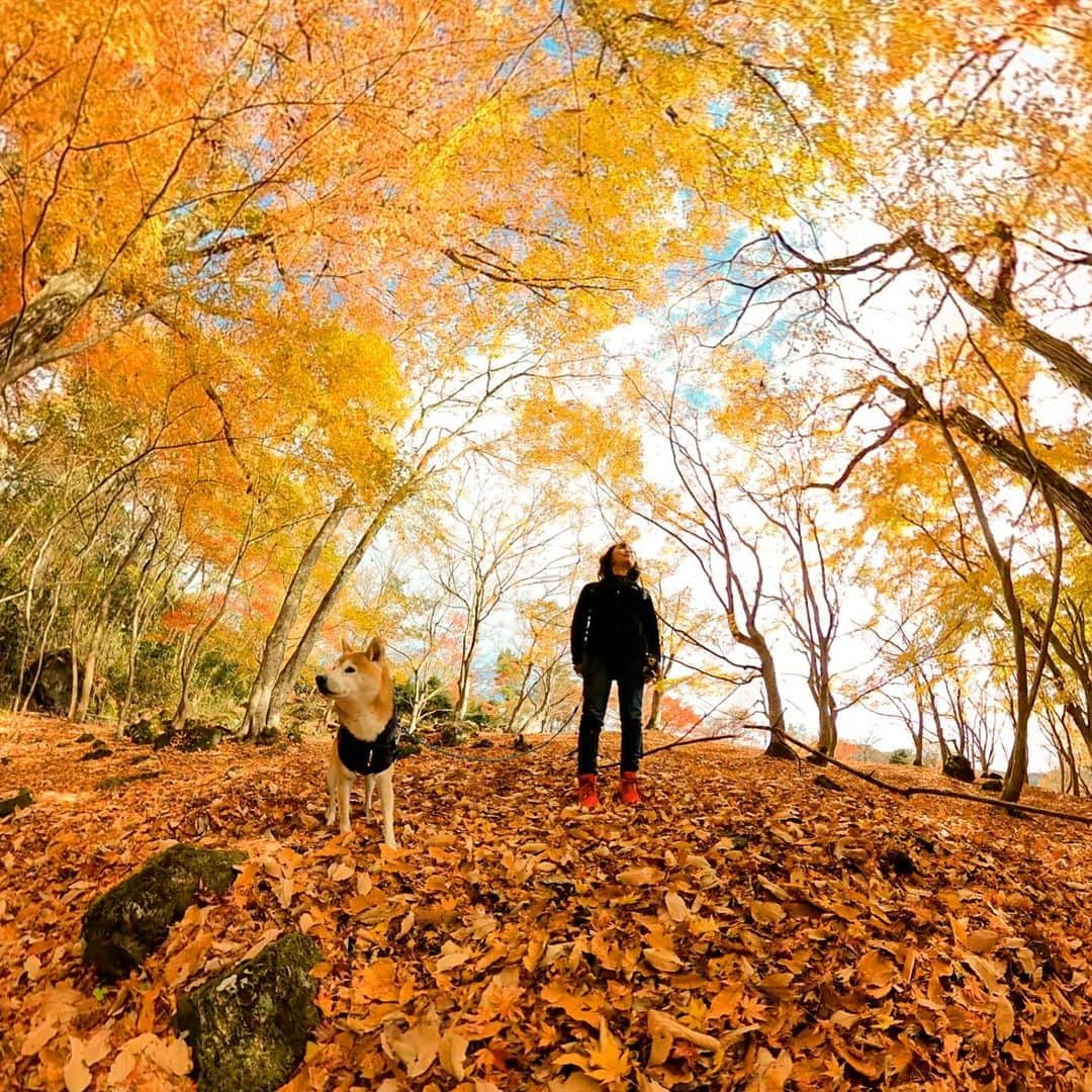 BlackRed shibasさんのインスタグラム写真 - (BlackRed shibasInstagram)「Beautiful place. . 美しい景色… . 秋は終了かな… . .  Photo #gopromax  @GoPro @GoProJP @270pro . . . #neneandmusashi2019 #shibainu #shiba #柴犬 #しばいぬ #dog #日本犬 #lovely #cute #秋色 #autumn #fall #dog #日本犬  #GoPro #ゴープロ  #goprodog #goproのある生活 #goprojp #gopropets #秋 #yellowleaves #270pro #GoProMAX #besomedoggy #doggo #goprodogsquad #goprofamily」12月9日 21時29分 - black_red_jp