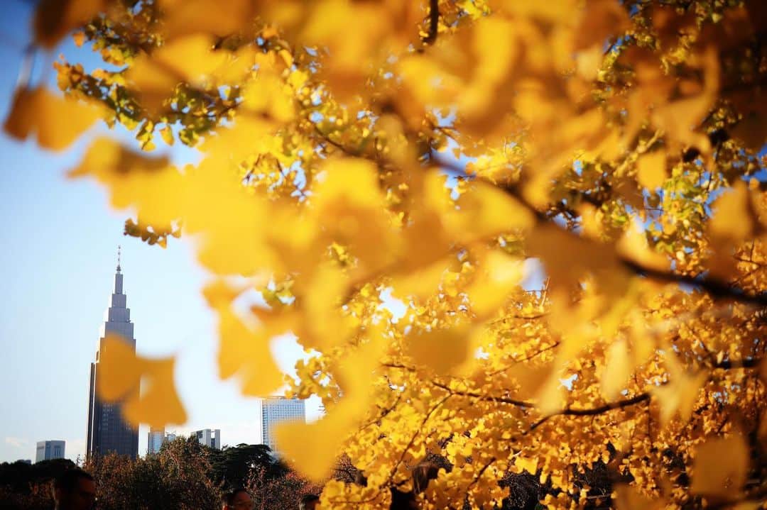 深沢紗希のインスタグラム：「️ 黄金の輝き #紅葉#秋#日本の秋 #canon#eoskissm #ミラーレス一眼 #新宿御苑」