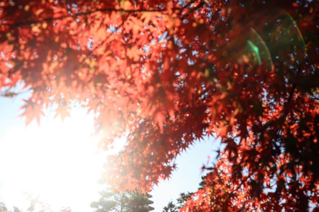 深沢紗希のインスタグラム：「12月はもう冬だけど紅葉があるともうすこし秋を感じたくなります」