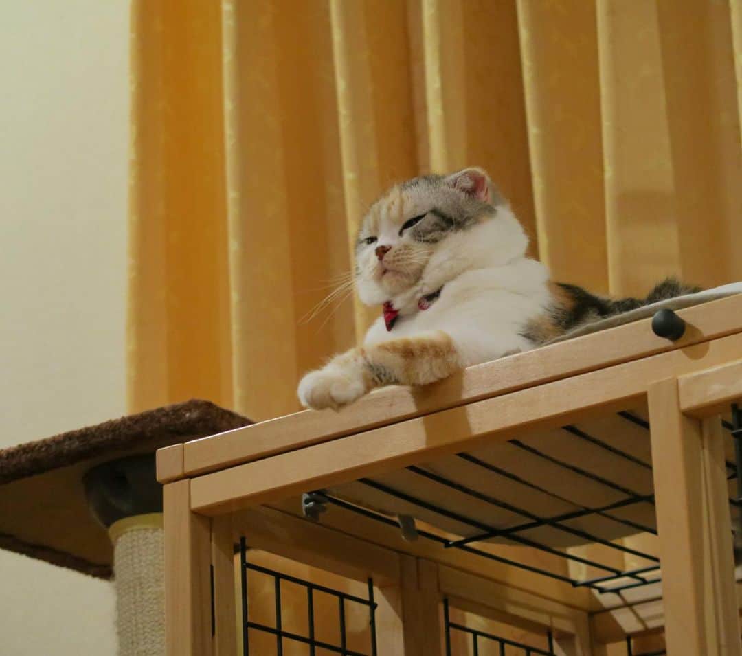 takegaeruのインスタグラム：「この顔、愛おしい😚❤️ おやすみにゃさい #goodnight  #cat #scottishfold #猫 #スコティッシュフォールド #三毛スコ友の会」