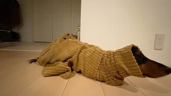 すしらーめん《りく》のインスタグラム：「ズボンに入っちゃった人 #犬　#dog #pants」