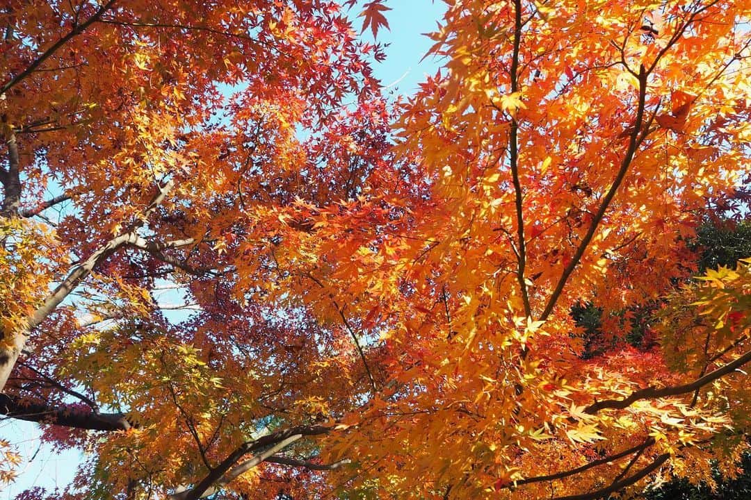 布施柚乃さんのインスタグラム写真 - (布施柚乃Instagram)「いやほら〜ちょーーきれいやーん  完全に寒さで冬と認識してるけどさ どんなに寒くてもこの優しい暖かい紅葉の色を見るとおちつくよね🥺  好きだなぁ、秋。 と思う今日この頃。  #YunoCamera#カメラ女子#カメラ好きと繋がりたい#カメラ#OLYMPUS#PEN#PEN7#一眼レフ#カメラのある生活#カメラ好き#カメラさんぽ#カメラ旅#写真旅#camera#cameras#秋#紅葉#もみじ」12月9日 22時53分 - yuno.fuse