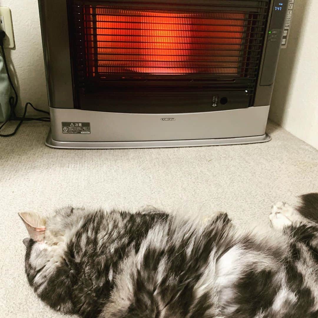 奥山レイカのインスタグラム：「冬の風物詩？🤔🐱 #ストーブ #ねこすたぐらむ #ストーブの前 #ストーブを囲む会」