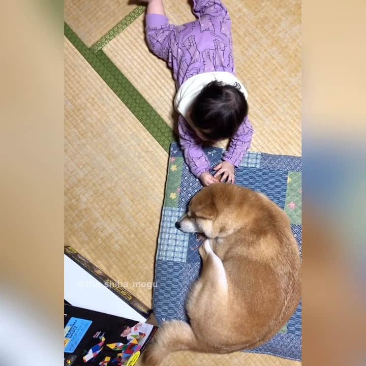 Moguのインスタグラム：「. 耳を貸すなの。 #柴耳気持ちいいよね #わかる #ばあばんち . @the_shiba_mogu  #柴犬 #shibainu #shiba#赤柴 #redshiba#犬 #dog#しばいぬ#nannydog#犬と子供#子供と犬#柴犬と子供#柴#赤ちゃんと犬#犬と赤ちゃん#柴犬と赤ちゃん#赤ちゃんと柴犬#柴犬のいる暮らし#子守犬」