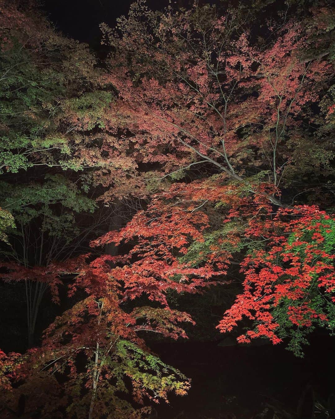 山田悠希さんのインスタグラム写真 - (山田悠希Instagram)「🍁 * 初めて六義園も行ったー！！ だんご🍡目当てです ろくぎえんって読んでた たぶん姉もろくぎえんって読むと思う * #六義園 #六義園ライトアップ #紅葉#autumn」12月9日 23時55分 - yukiyuki57