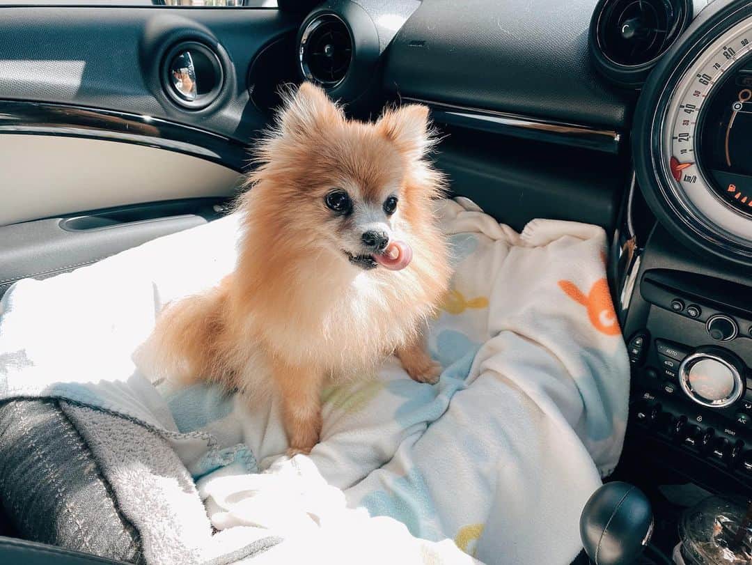 r_oseさんのインスタグラム写真 - (r_oseInstagram)「The one and only 🦁〰️ #carride」12月9日 23時56分 - r_ose