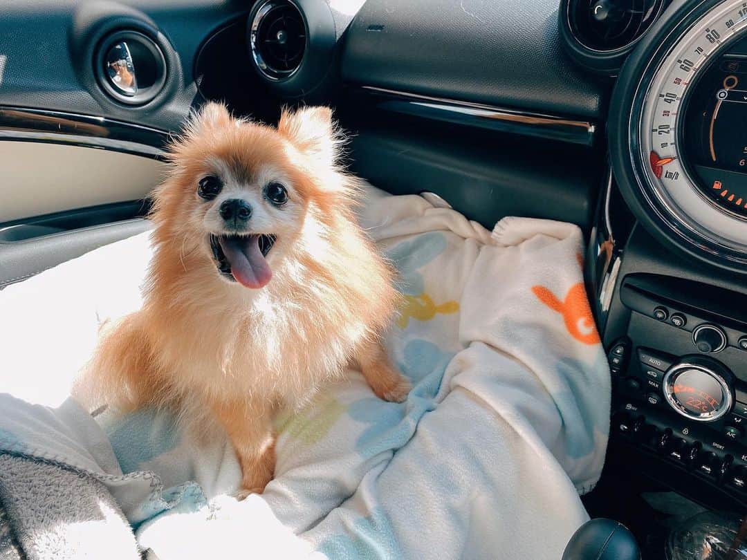 のインスタグラム：「The one and only 🦁〰️ #carride」