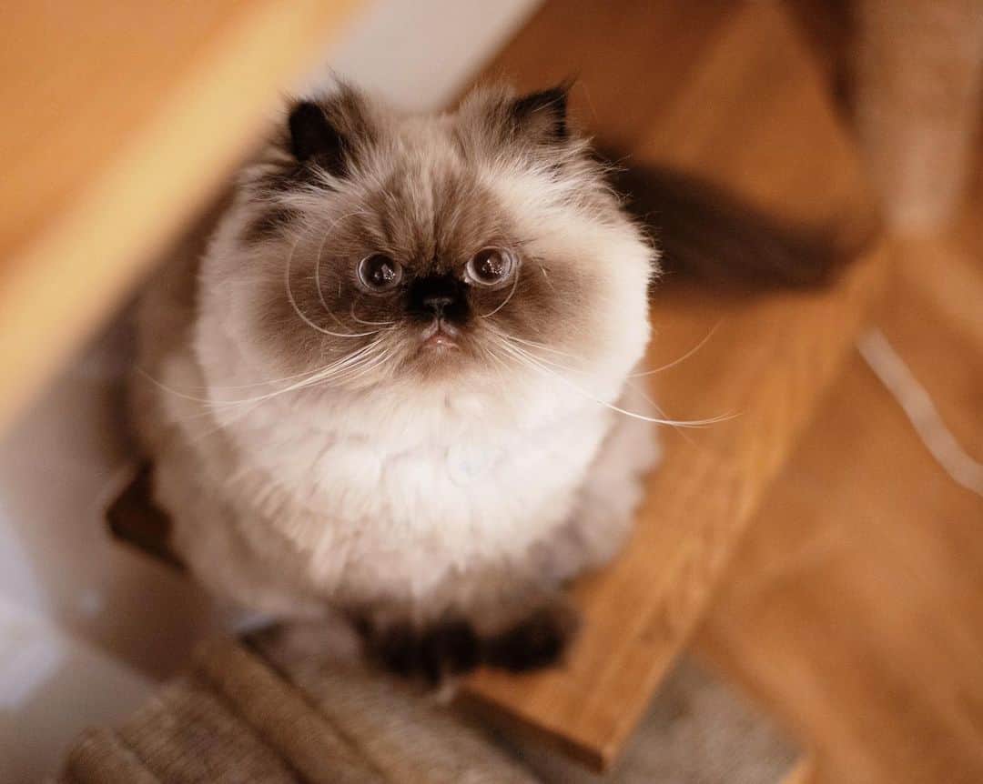 清水桜子さんのインスタグラム写真 - (清水桜子Instagram)「ドライルーム買ったから、猫たちを早くお風呂に入れたいのに、なかなかまとまった時間がとれない！ 師走じゃなぁ〜🏃‍♀️」12月10日 0時06分 - sakuracos
