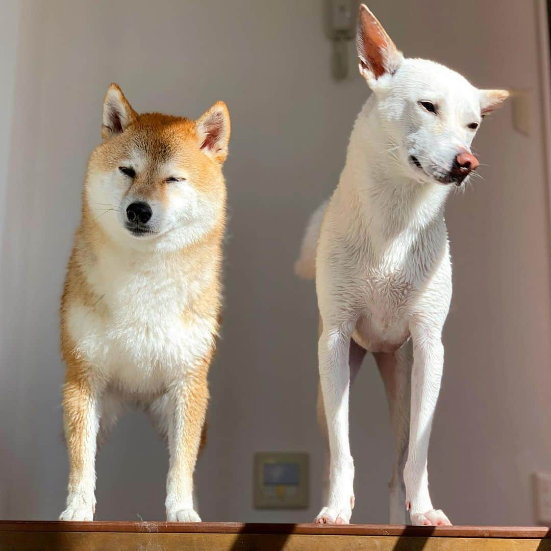 柴犬ハル&保護犬すずさんのインスタグラム写真 - (柴犬ハル&保護犬すずInstagram)「Shampoo 。。。。😭😭 . 「洗われた、、、 朝から、、、 丸洗いされた、、」 . #朝ごはんの後に洗われた #容赦なく洗われた #天気がポカポカなのを良いことに洗われた #いまから乾かされます、、、 . #柴犬#shampoo#kagoshima#dog#puppy#shibainu#shibastagram#いぬバカ部#family#鹿児島#赤柴#雑種#天文館#日本犬#保護犬を家族に#保護犬#元保護犬#姉妹#dogs#kagoshima#動物#animal#どうぶつ#いぬ#日本#シャンプー」12月10日 11時06分 - haruharu040777