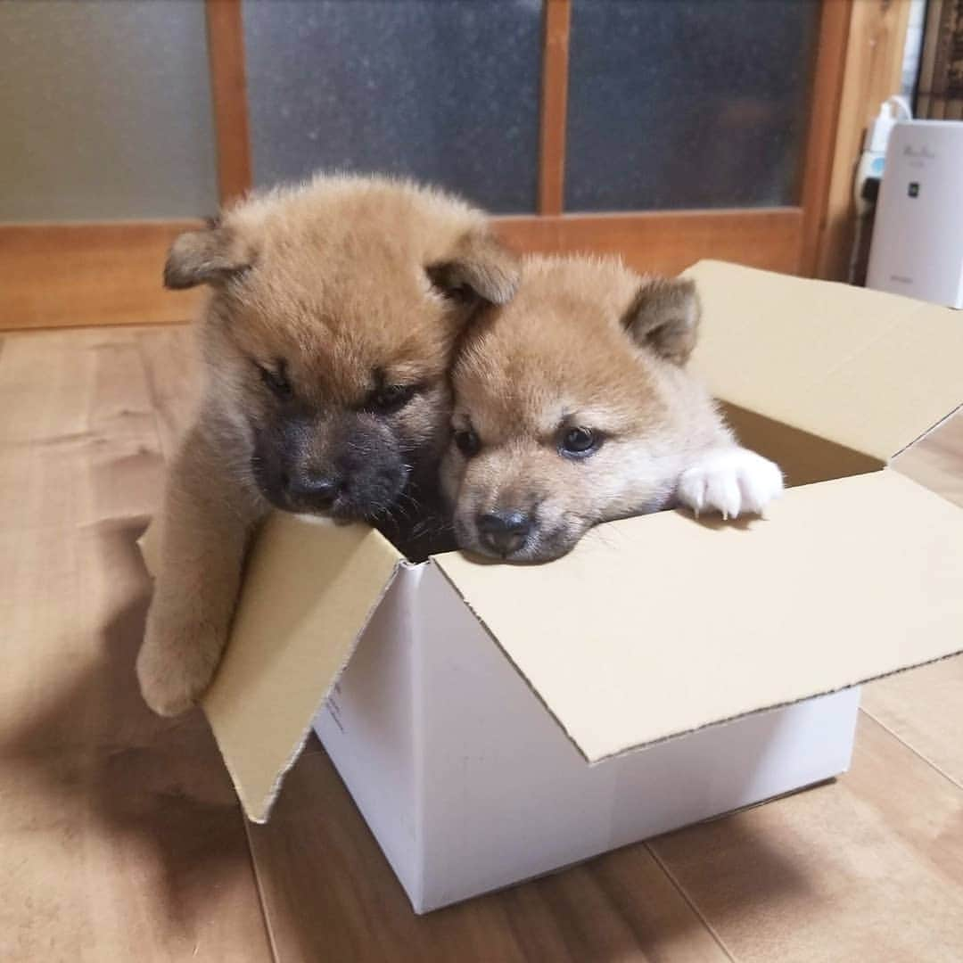 柴犬たま Shibainu Tamaのインスタグラム