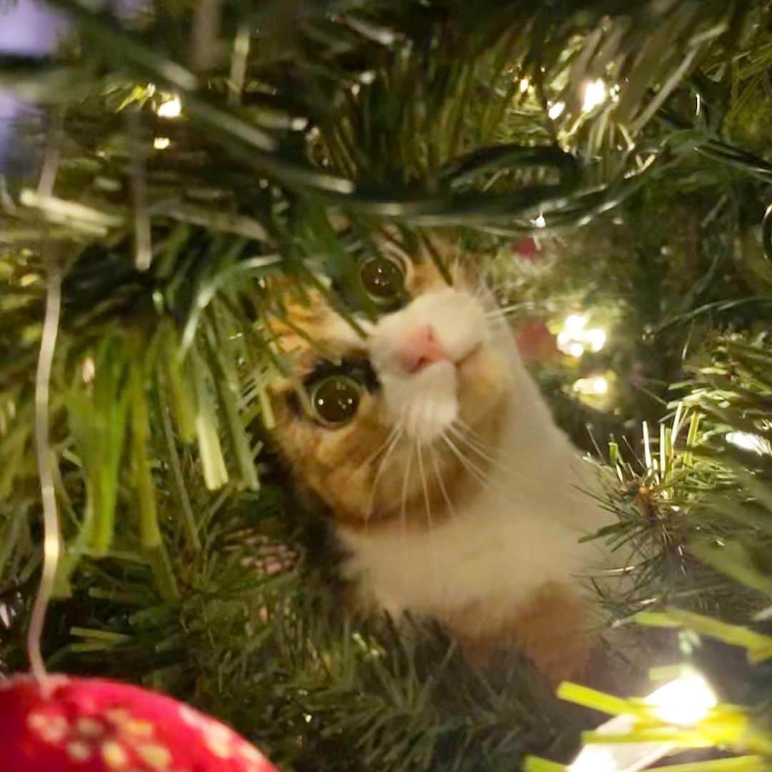 リリーのインスタグラム：「I’m just crazy about Christmas!😻」