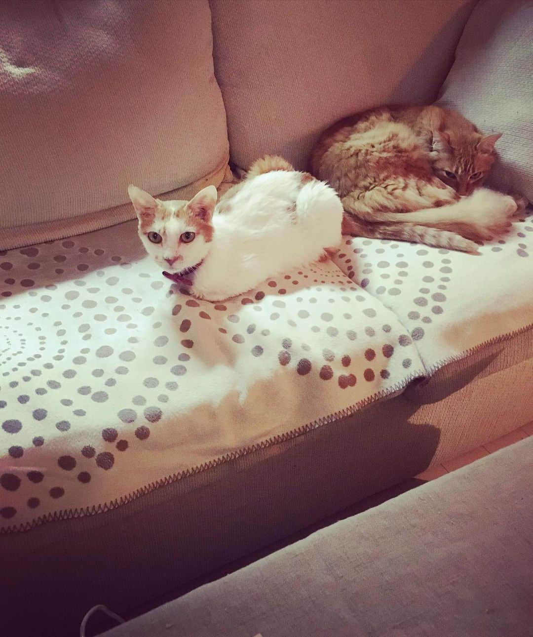 のインスタグラム：「うち今日、ずっと猫カフェっぽかった。  イオちゃんも当番日だったらしい。  #猫沢組　#猫沢イオ　#ユピ坊  #chanechoes」
