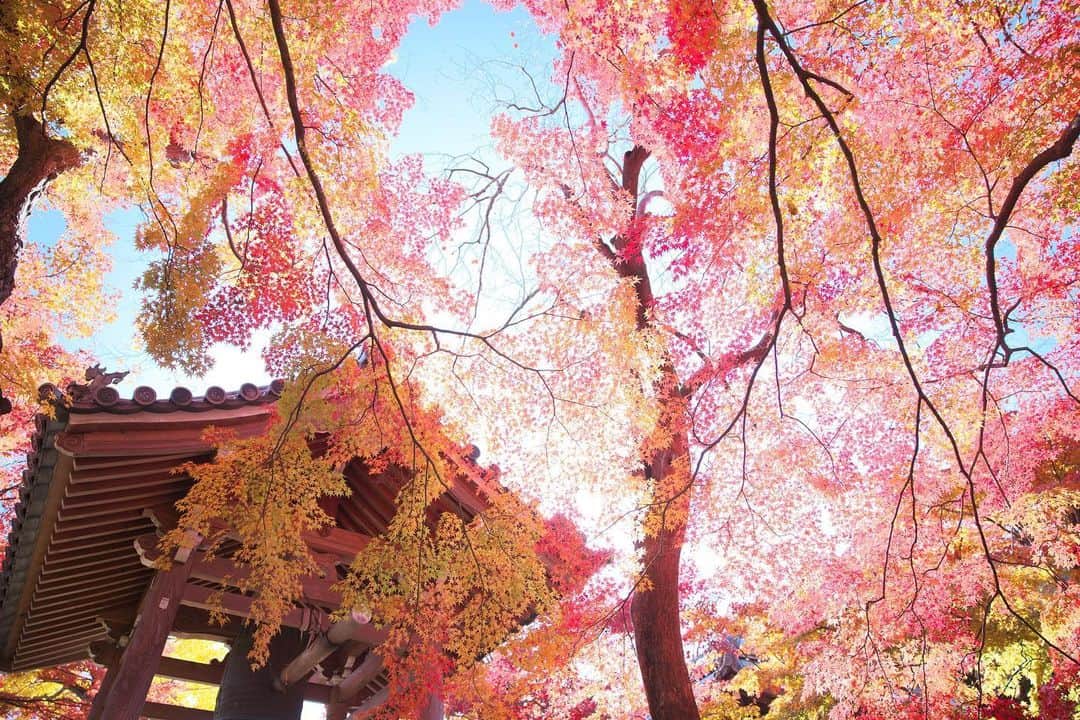 kiccyomuのインスタグラム：「☁️ 2019.12.10 Tue 京都の #紅葉 🍁 入り口から華やかだった #常寂光寺 #嵐山 に行ったら外せないです😊 今までで🍁 一番綺麗だったかも🍁 * やっと嵐山の紅葉🍁😅 * 寒いけど… 今日も元気に🤗 * location #京都 撮影 11月23日」