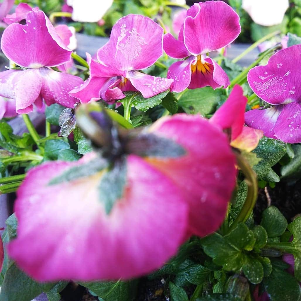 みながわゆみさんのインスタグラム写真 - (みながわゆみInstagram)「#パンジー #すみれ #スミレ #よく咲くスミレ #よく咲くすみれ #紫色 #かわいい #きれい #寒い朝 #凍っています #はな #花 #フラワー #flower #はなまっぷ #花まっぷ #寒さに負けずに頑張って #花の写真 #花写真 #花撮り #花好きな人 #花好きな人と繋がりたい #写真好き #写真好きな人と繋がりたい #今日も素敵な一日を #仕事頑張ろう」12月10日 8時01分 - nama.09.19