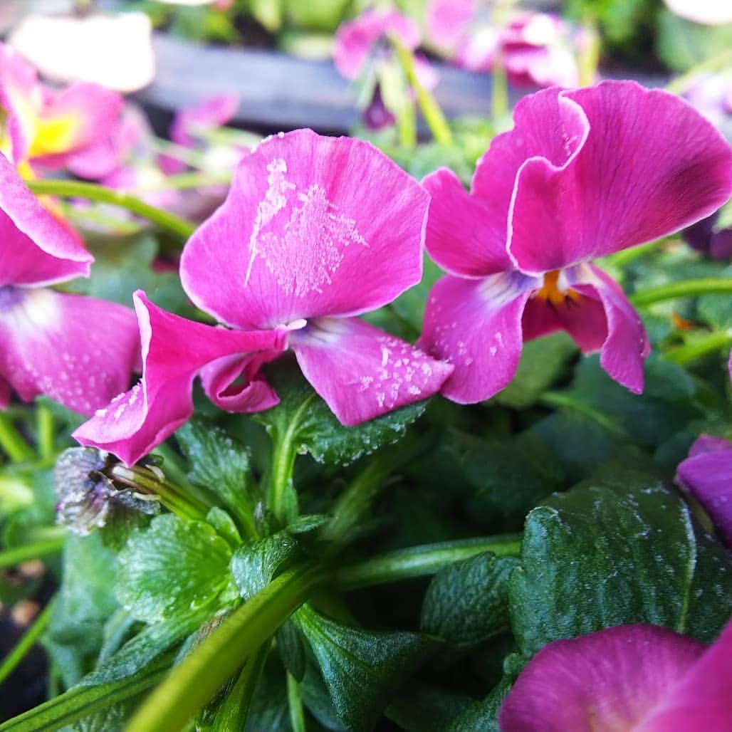 みながわゆみさんのインスタグラム写真 - (みながわゆみInstagram)「#パンジー #すみれ #スミレ #よく咲くスミレ #よく咲くすみれ #紫色 #かわいい #きれい #寒い朝 #凍っています #はな #花 #フラワー #flower #はなまっぷ #花まっぷ #寒さに負けずに頑張って #花の写真 #花写真 #花撮り #花好きな人 #花好きな人と繋がりたい #写真好き #写真好きな人と繋がりたい #今日も素敵な一日を #仕事頑張ろう」12月10日 8時01分 - nama.09.19