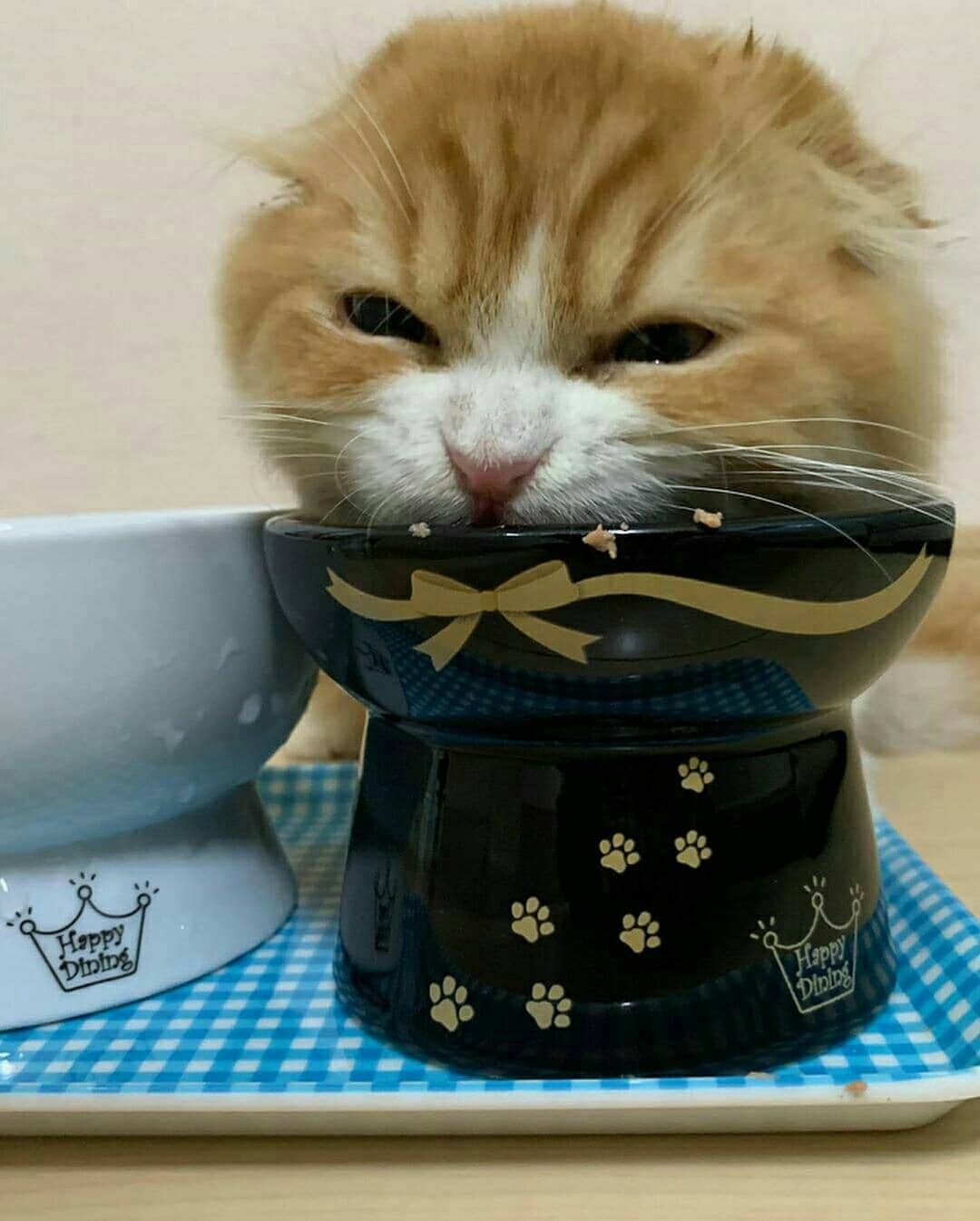 猫壱（ねこいち•ネコイチ）のインスタグラム