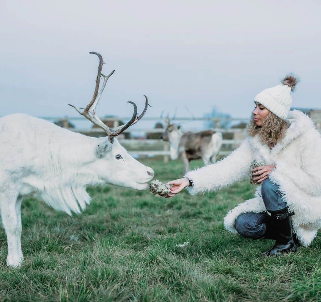 レオナ・ルイスのインスタグラム：「This is Dancer 💫 one of three reindeer rescues at @hopefieldanimalsanctuary 🙏🏽 It took me a while to be able to get close to her. She’s very shy and timid, but in her own time she slowly begins to trust and she absolutely loves her moss treats 🌸 this is what I love most about animal rescue. Being up close to such a magical majestic creature is awe inspiring and gaining their love and trust is the best feeling in the world 💕」